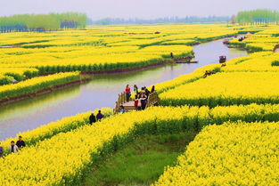 盐城旅游团一日游兴化看油菜花(huā)的有(yǒu)哪些团