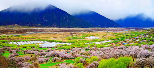 林芝桃花(huā)节旅游線(xiàn)路