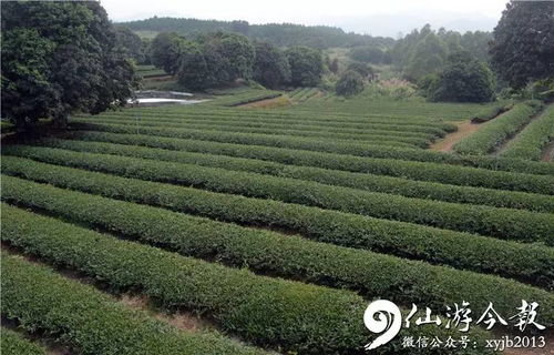 生态休闲旅游业初具规模(國(guó)外农家生态旅游的发展经历了哪几个阶段)