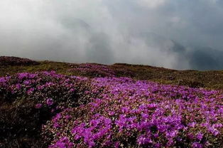 鸢尾花(huā)园旅游(沈阳到長(cháng)白山(shān)旅游的攻略有(yǒu)什么路線(xiàn)有(yǒu)哪些)