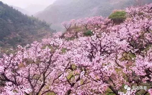 顺平桃花(huā)节会展旅游