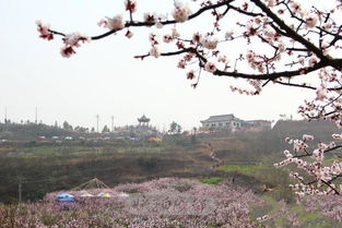 青白江杏花(huā)村旅游(青白江客家杏花(huā)村旅游景區(qū)怎么走)