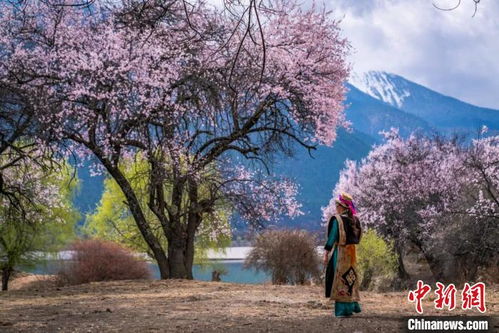 林芝桃花(huā)节旅游線(xiàn)路(林芝桃花(huā)节的行程路線(xiàn))