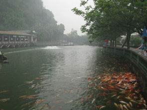 肇庆老人旅游