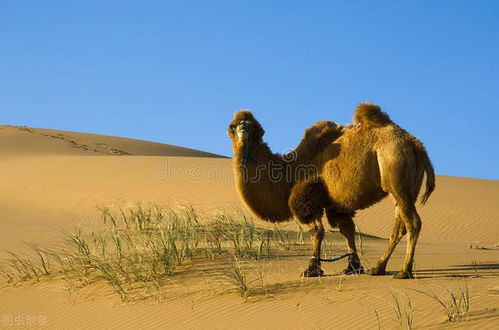 野骆驼摄影旅游网