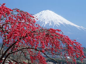 日本旅游需要注意的事情