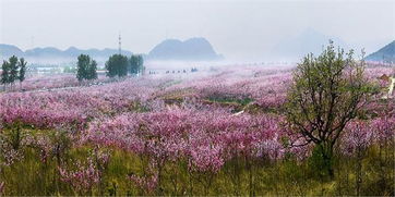 顺平桃花(huā)节会展旅游